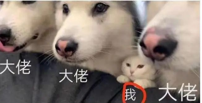 字母圈“皮上天”是M的专利?S第一个表示不服气 字母圈“皮上天”是M的专利?S第一个表示不服气