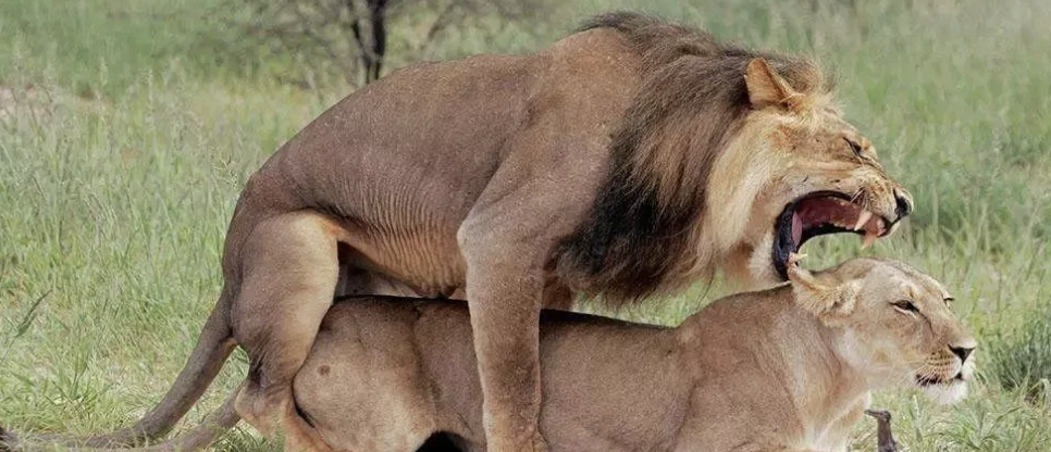 字母圈BDSM新人完全指南