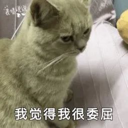 字母圈主人：“我命令你虐我，现在立刻马上！”