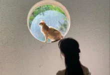 挑剔到没人能跪的女S-瘾欢