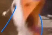 字母圈问答我刚毕业,可以玩BDSM吗?-瘾欢