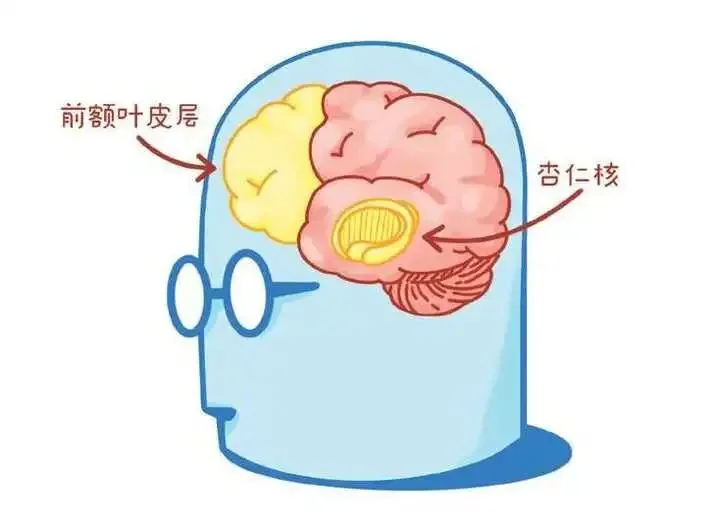 前额叶的功能是什么？ - 盐选科普的回答- 知乎
