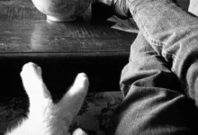 字母圈羞耻、权力与归属-瘾欢