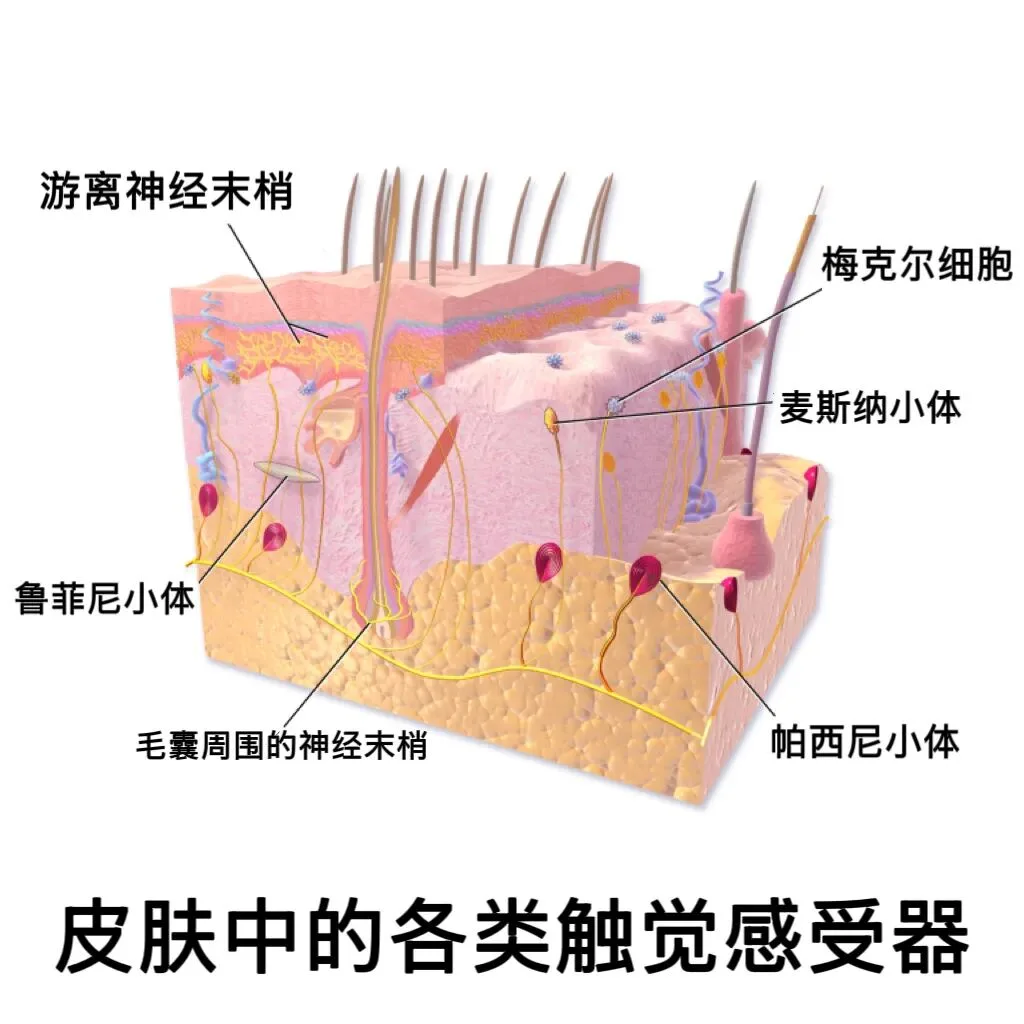 为什么触碰得更轻,反应反而更大? 为什么触碰得更轻,反应反而更大?